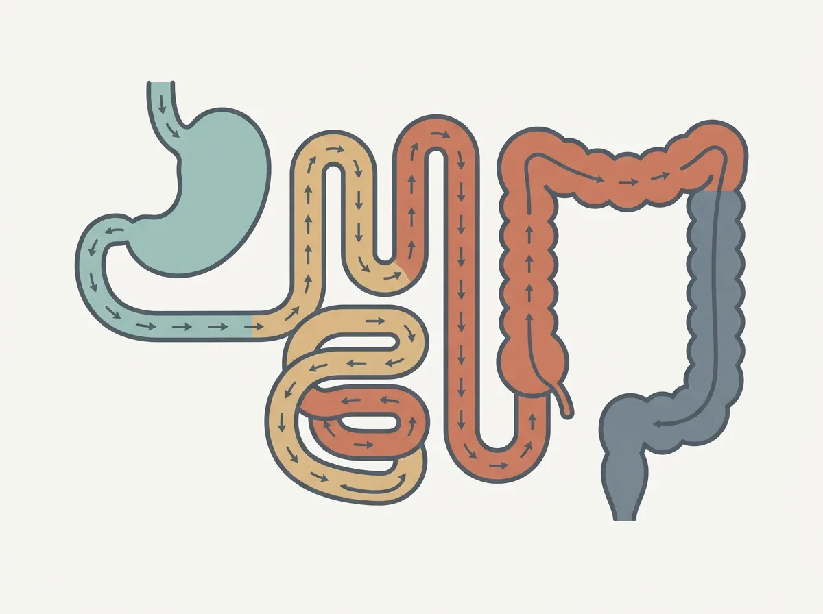 Diagram: Poop Color Meaning: What Each Stool Color Usually Indicates — illustration